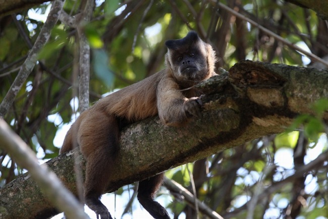 パンタナールの猿