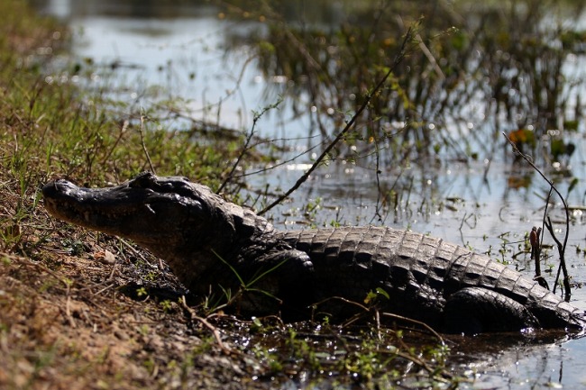パンタナールのワニ