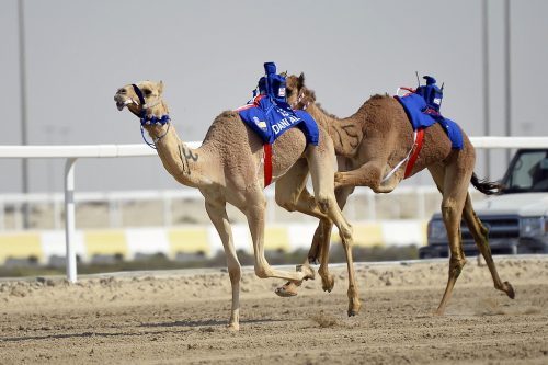 _AM22264_2019011621444850