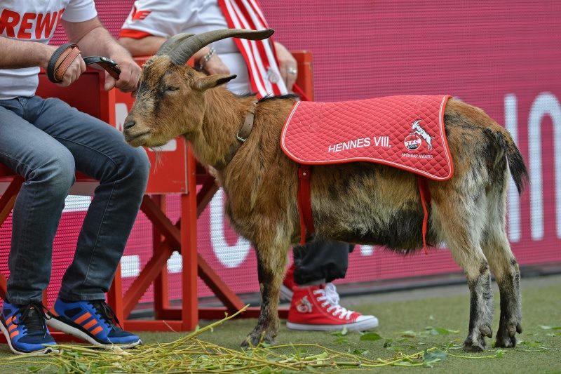 1. FC Koeln v 1. FSV Mainz 05 - Bundesliga